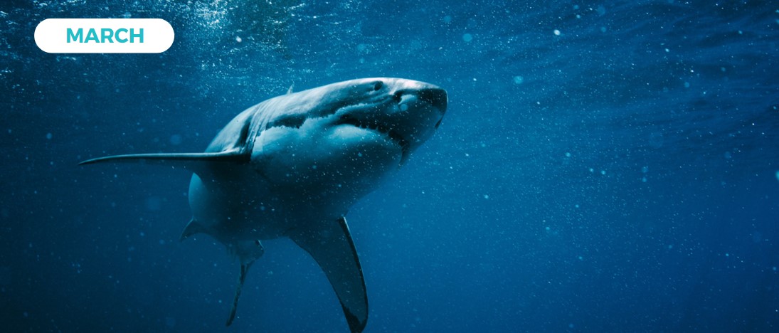 predatory shark swimming at an angle